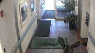 Moose checks in to Alaska Regional Hospital [upl. by Nagiam]