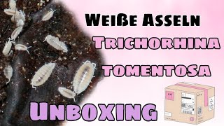 Weiße Asseln Trichorhina Tomentosa Unboxing und ein paar Infos [upl. by Eanel40]