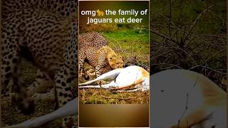 omg🐆the family of jaguars eat deeranimals shorts NatGeoAnimals MSAofficial [upl. by Hanny878]