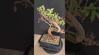 Emergency repot for serissa bonsai repotting bonsai bonsaiwork repottingplants bonsaitree [upl. by Alma719]