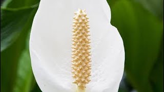 Spadix inflorescence Racemose [upl. by Jaclyn456]