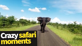 Top 20 Incredible Safari Moments Caught on Camera [upl. by Acceb]