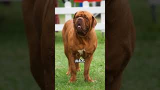 Interesting Facts About The Neapolitan Mastiff doglovers dogbreeds hugedogs [upl. by Erving]