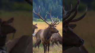 The Elk Rut Nature’s Wildest Show shorts elkrut wildlife usa [upl. by Llehsem23]