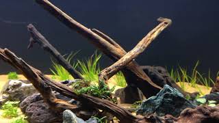 Preview of new 40 gallon breeder high tech planted tank [upl. by Nylcaj]