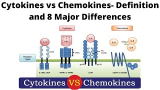 Cytokines vs Chemokines Definition and 8 Major Differences [upl. by Perlman]