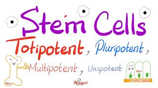 Stem Cells Types Totipotent Pluripotent Multipotent and Unipotent  Teratogens  Biology [upl. by Gonick]