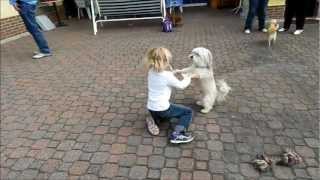 Havaneser  Hund spielt mit einem Mädchen [upl. by Yellas]