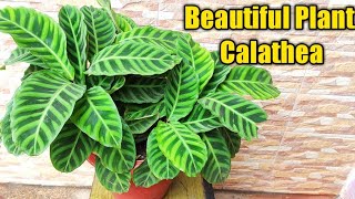 Best Plant for Balcony garden Calathea Zebrina Plant  Calathea Plant care tips [upl. by Tennaj845]