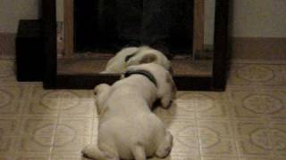 Clumber Spaniel Puppy in the Mirror [upl. by Nart]