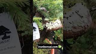 Picea abies prebonsai irunbonsaicom [upl. by Teragramyram]