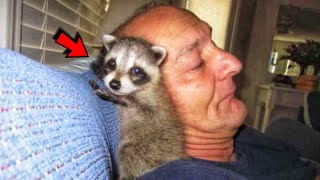 Raccoon Refused To Leave The Man Who Saved Him And Raised In His Home [upl. by Auberta]