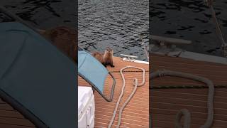 My otter friend came back for a visit He is very friendly [upl. by Paige956]