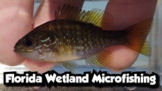 Florida Wetland Microfishing [upl. by Fante]