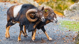 Majestic Mouflons The Wild Beauty of Mountain Sheep [upl. by Yrneh]