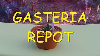 Gasteria Repot 🪴🪴🪴 [upl. by Yrocej201]