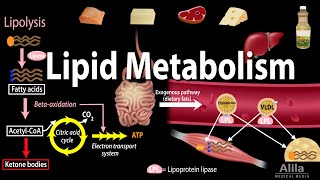 Lipid Fat Metabolism Overview Animation [upl. by Bakki]