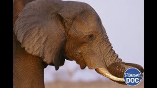 What is Loxodonta africana This is why it is unique on Planet Earth FULL DOCUMENTARY [upl. by Aisek518]