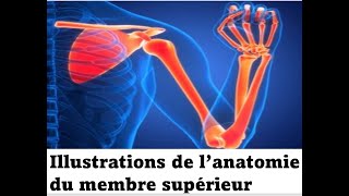 Illustrations de l’anatomie du membre supérieur [upl. by Atilek]