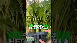 Anubias HETEROPHYLLA BIG AQUARIUM PLANT FOR SALE [upl. by Lamori]