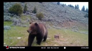 Madison Valley ranchers aim to reduce conflicts between grizzly bears livestock [upl. by Neufer]