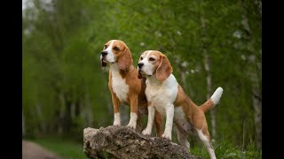 Beagle  O Cão Do Campo  Pense MUITO Bem Antes De Pegar Um [upl. by Suoilenroc]