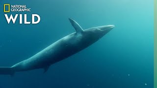 The Whales of the Great Barrier Reef  Great Barrier Reef [upl. by Vanni304]