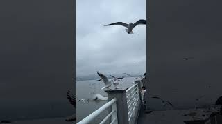 Take you to see seagulls and the sea Seagull Dianchi Lake [upl. by Solohcin]