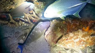 NIGHT SPEARFISHING CORTES  episode 105  CATCH SELL and EAT🤤😋 [upl. by Caine]