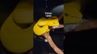 These reptiles cost HOW much reptiles valuable shorts venomoussnakes pets [upl. by Erny]