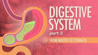 Digestive System Part 2 Crash Course Anatomy amp Physiology 34 [upl. by Atteram845]