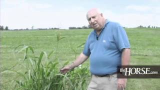 Pasture Weeds Most Toxic to Horses [upl. by Mcneely]