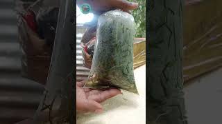 Aquarium plants Unboxing shorts trending floatingplants [upl. by Litch]