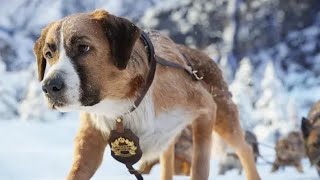 Best Action Movies 2021  Brave Dog  Best Hollywood Action Movie Of All Time 2021 [upl. by Urania]