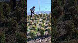 Deshierbe y poda de pennisetos viralvideo mundial arboles barcelona jardin plantas last [upl. by Koralle]