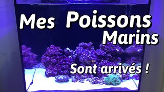 MES POISSONS MARINS SONT ARRIVÉS  VLOG Aquaworld [upl. by Rollie899]