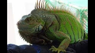 A maior soltura de Iguanas que você vai ver hoje 🦎 Iguana  Iguana Verde Camaleão Iguana iguana [upl. by Lecrad851]