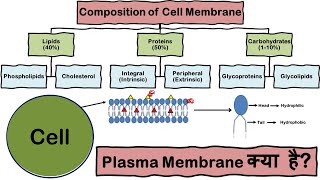 Plasma membrane  Cell membrane  Fluid Mosaic Model  Anatomy and Physiology  Hindi [upl. by Leahcimsemaj]