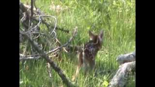 Newborn Fawn Keeping Up With Mom [upl. by Anafetse]