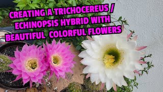 Creating a Trichocereus  Echinopsis hybrid with beautiful colorful flowers [upl. by Adarbil26]