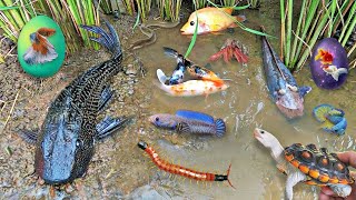 Colorful surprise eggs lobster snake cichlid betta fish turtle butterfly fish goby fish [upl. by Anoel142]