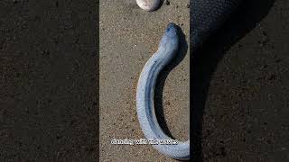 7 Surprising Facts About the YellowBellied Sea Snake amazing facts amazingwildlife [upl. by Pepito]