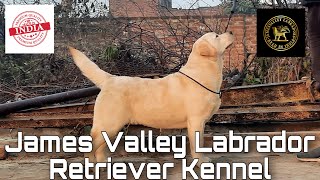 James Kennel  Labrador Retriever Kennel Punjab  One Of The Best Labrador Kennel Made In India [upl. by Marijo104]