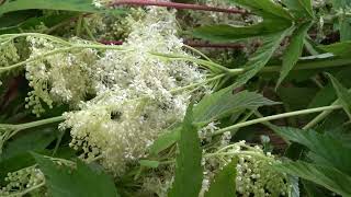 Meadowsweet Benefits Uses amp Recipes amp Side Effects [upl. by Trow]