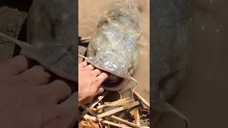 Big Belly Catfish shorts nature [upl. by Aisyat]