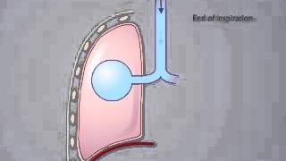 alveolar pressure changes during inspiration and expiration [upl. by Etienne751]