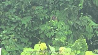 Macaque playing on a tree branch  Assam [upl. by Reichert]