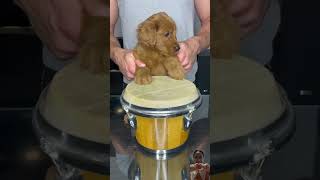 Puppy Drums BrodieThatDood [upl. by Bevvy]