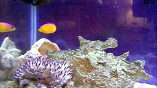 20111001 Dottyback attacking shrimpwmv [upl. by Demmer]