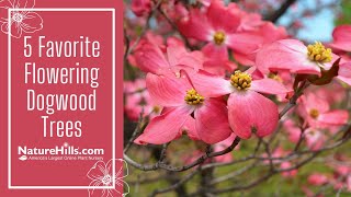 5 Favorite Flowering Dogwood Trees  NatureHillscom [upl. by Wiese]